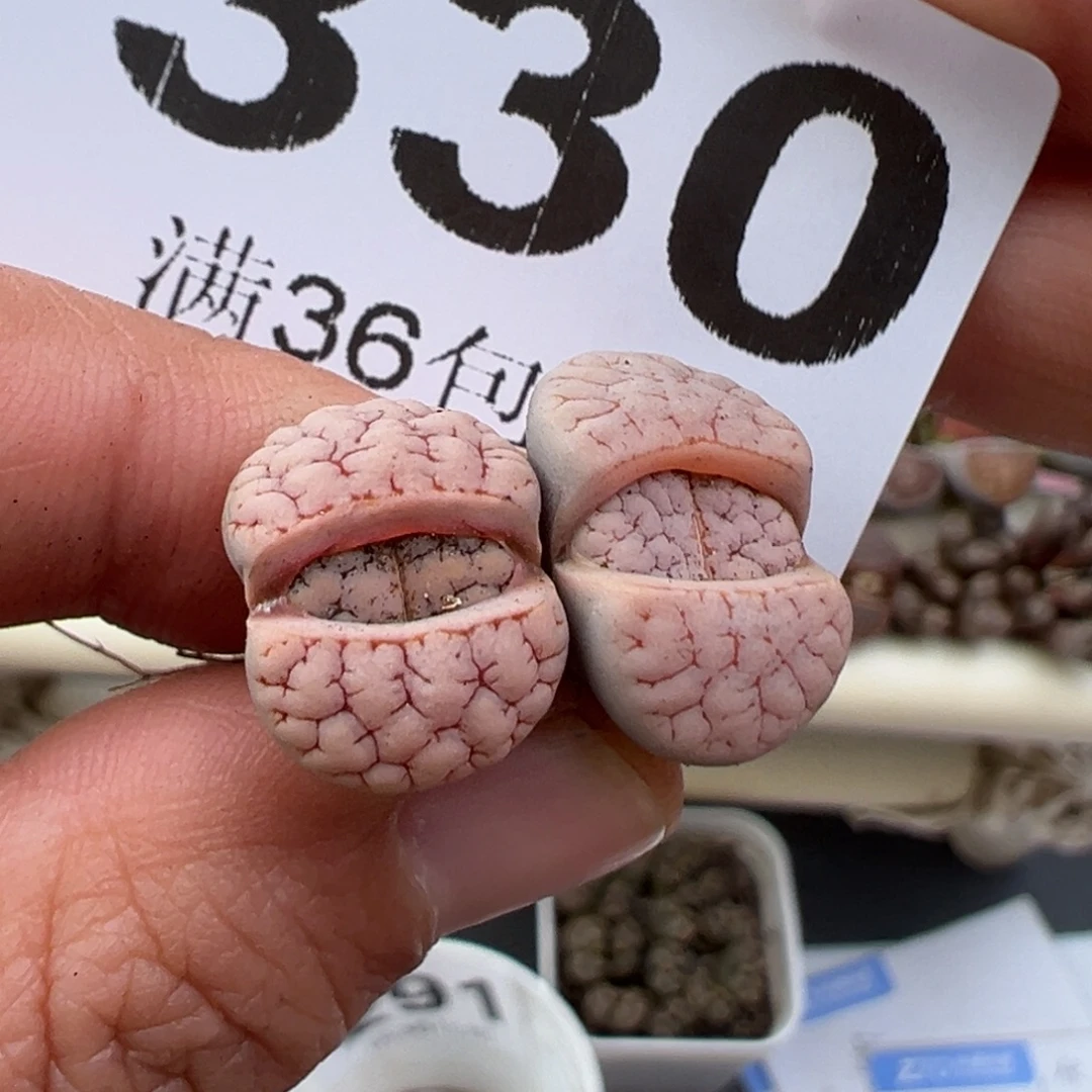 1.4好看的多肉脱土发货330