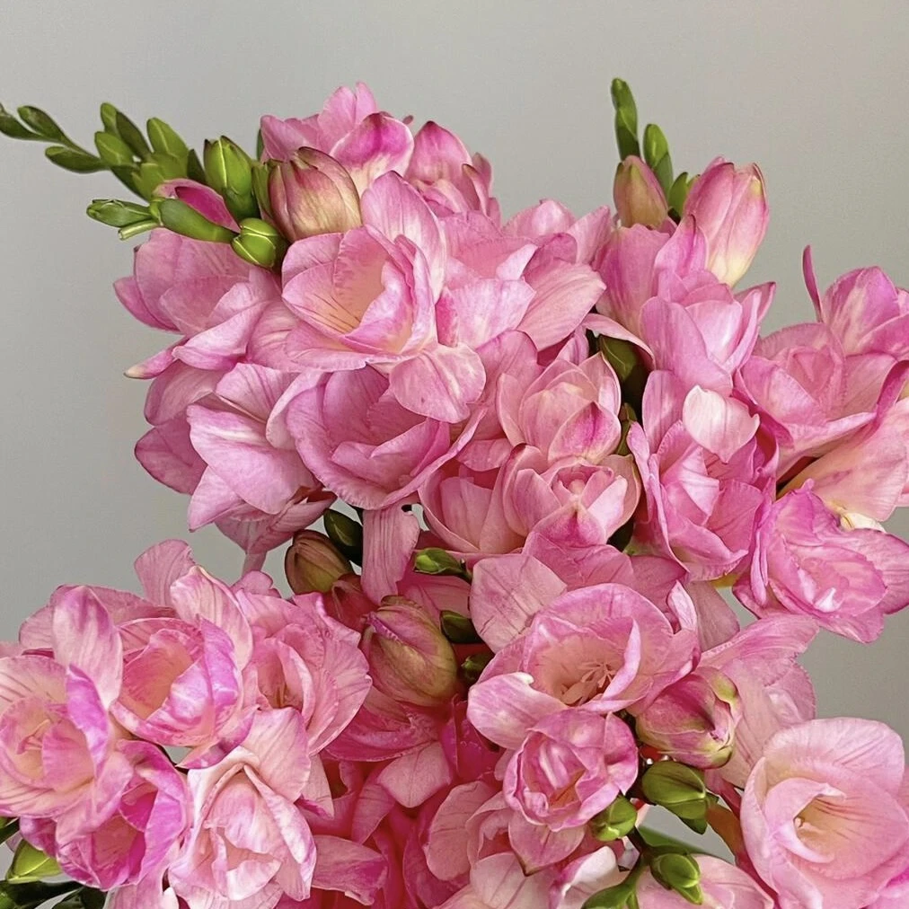 粉色香雪兰鲜花水培花期长有香味
