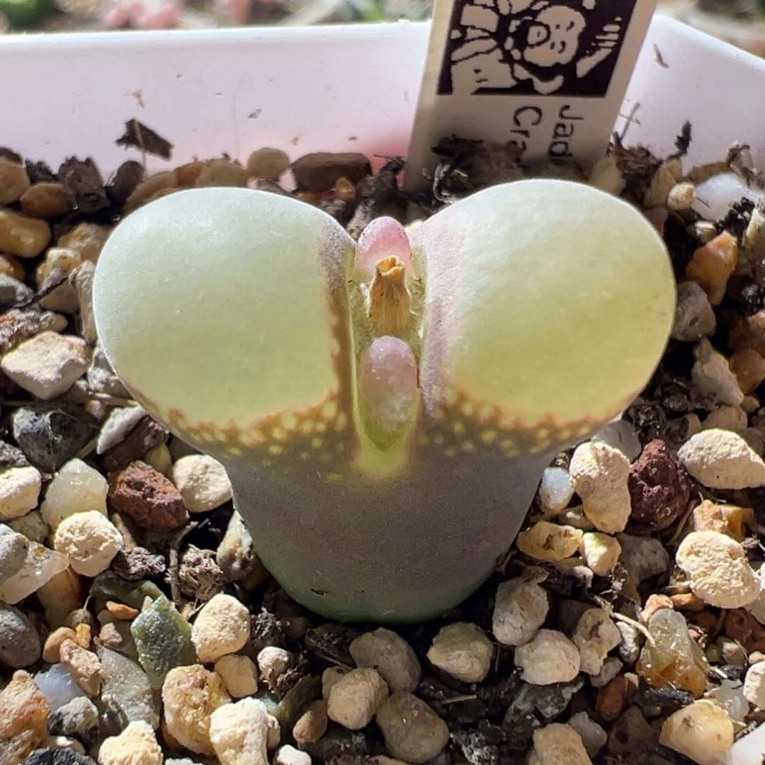 B23风铃四年母本 16