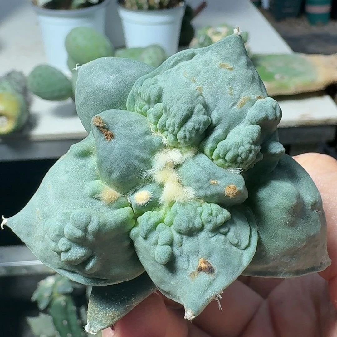 【闪购商品】无花朵瘤尤怒涛476