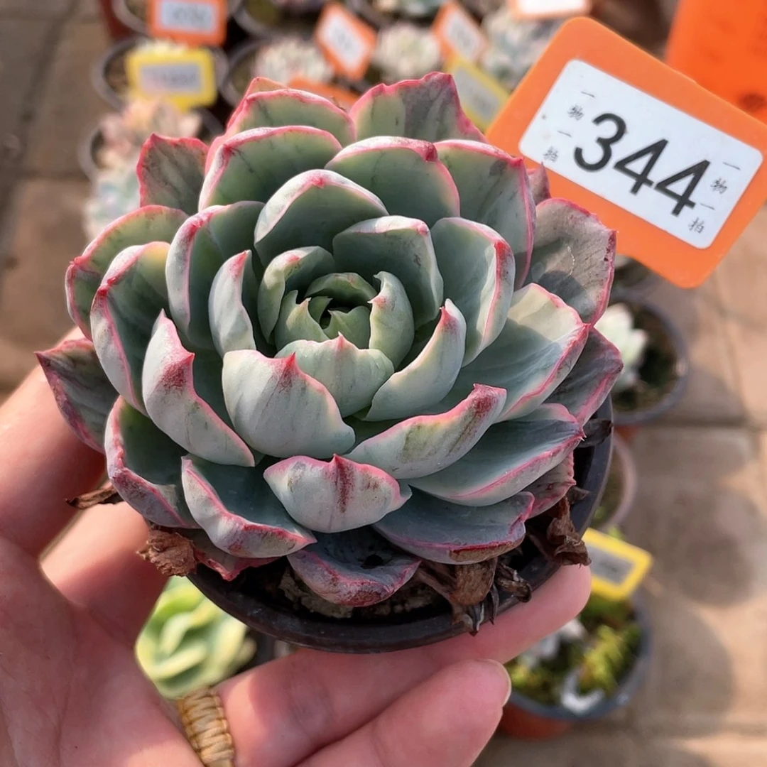 【闪购商品】344号