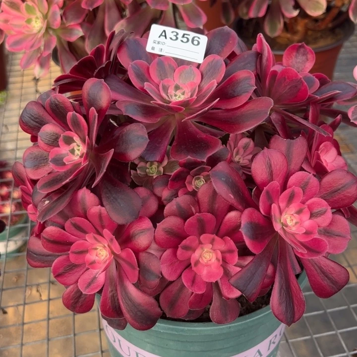 356美杜莎23厘米左右