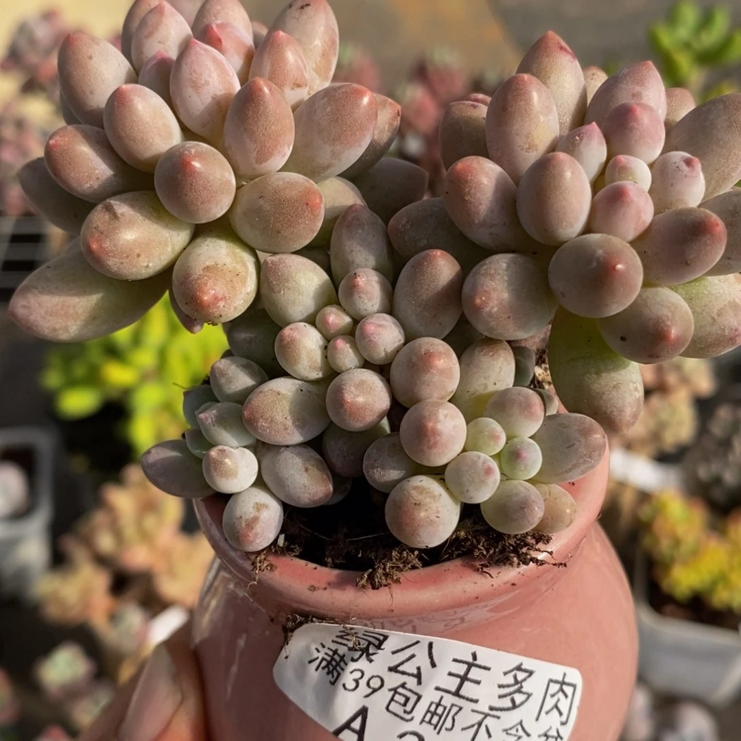 3953香水手指8cm多肉