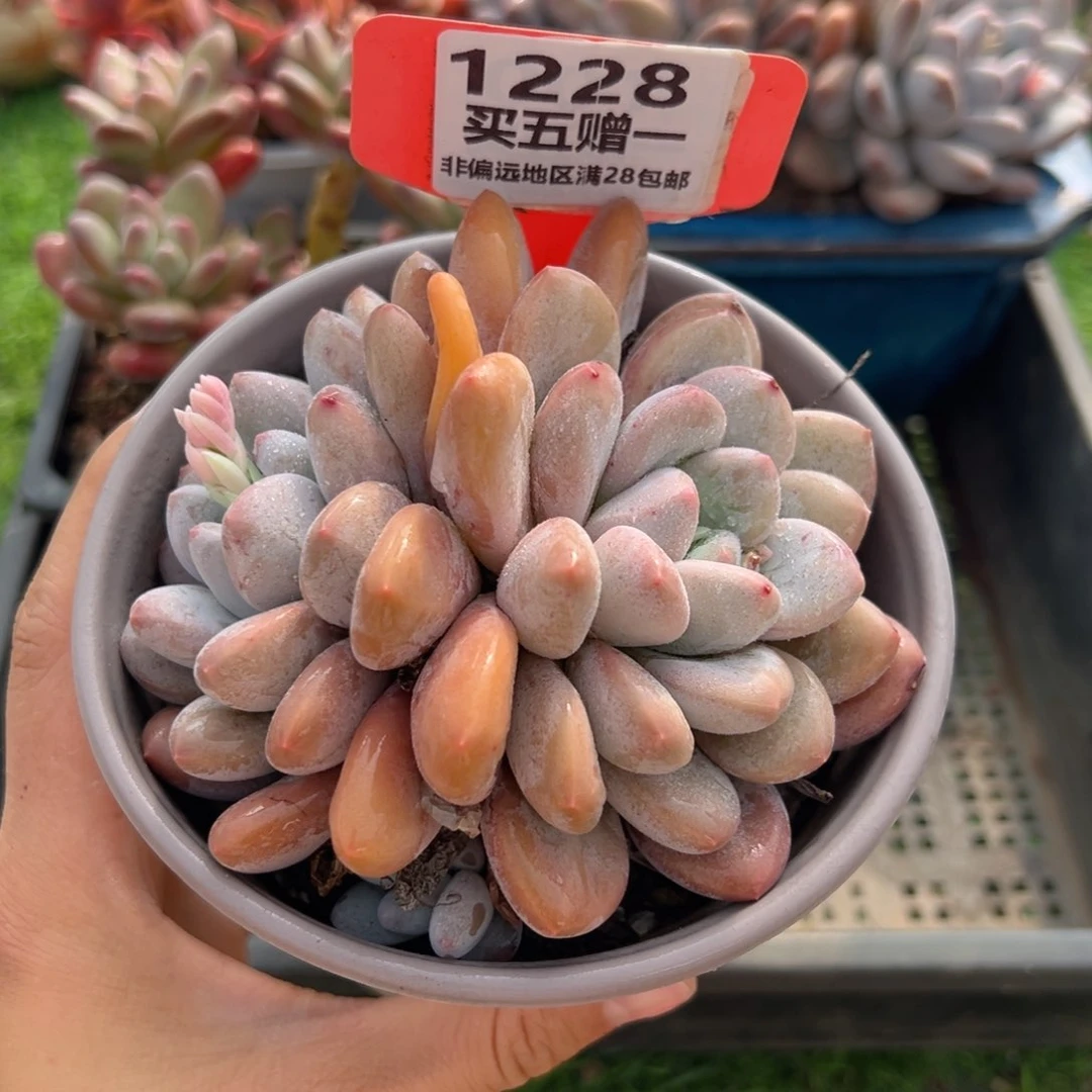 表妹精品多肉1228.