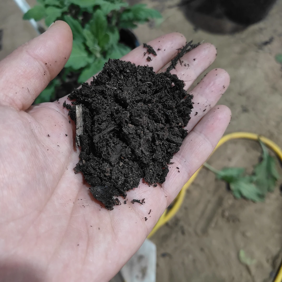 菊花专用土一盆，壮苗透析性好