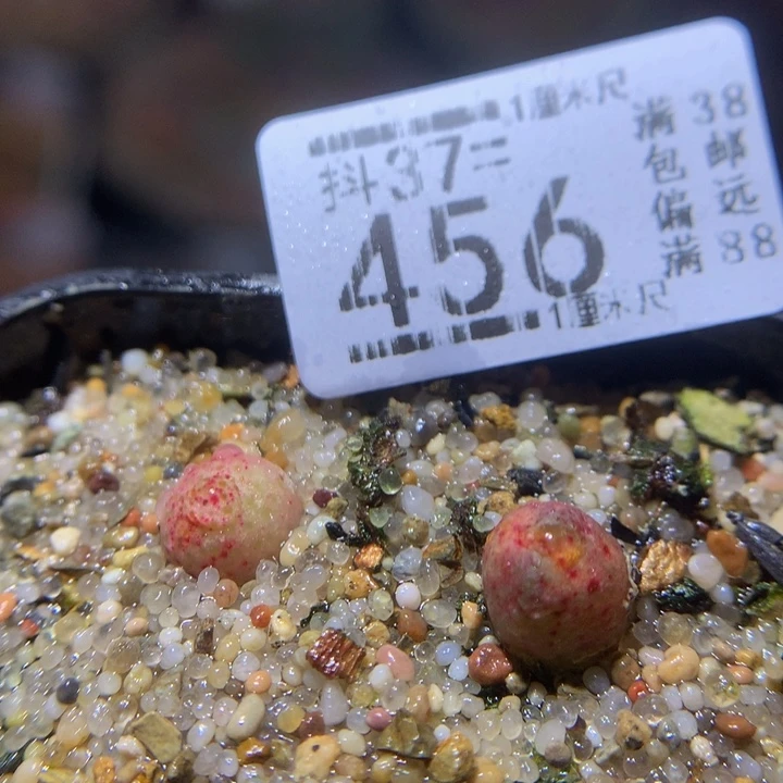 精品生石花37.456