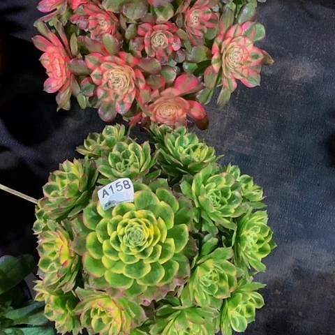 荔枝157海仙158脱土发货