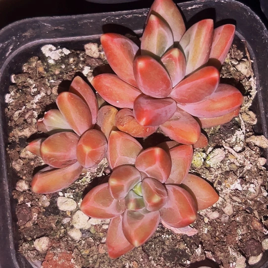 桔云多肉美人精品系列