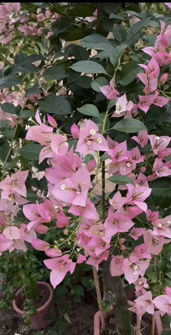 【三禾】原生所罗门花中花盆苗三角梅