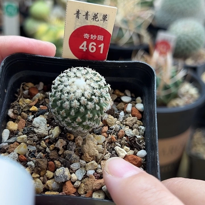 实生海胆娇丽2.4cm