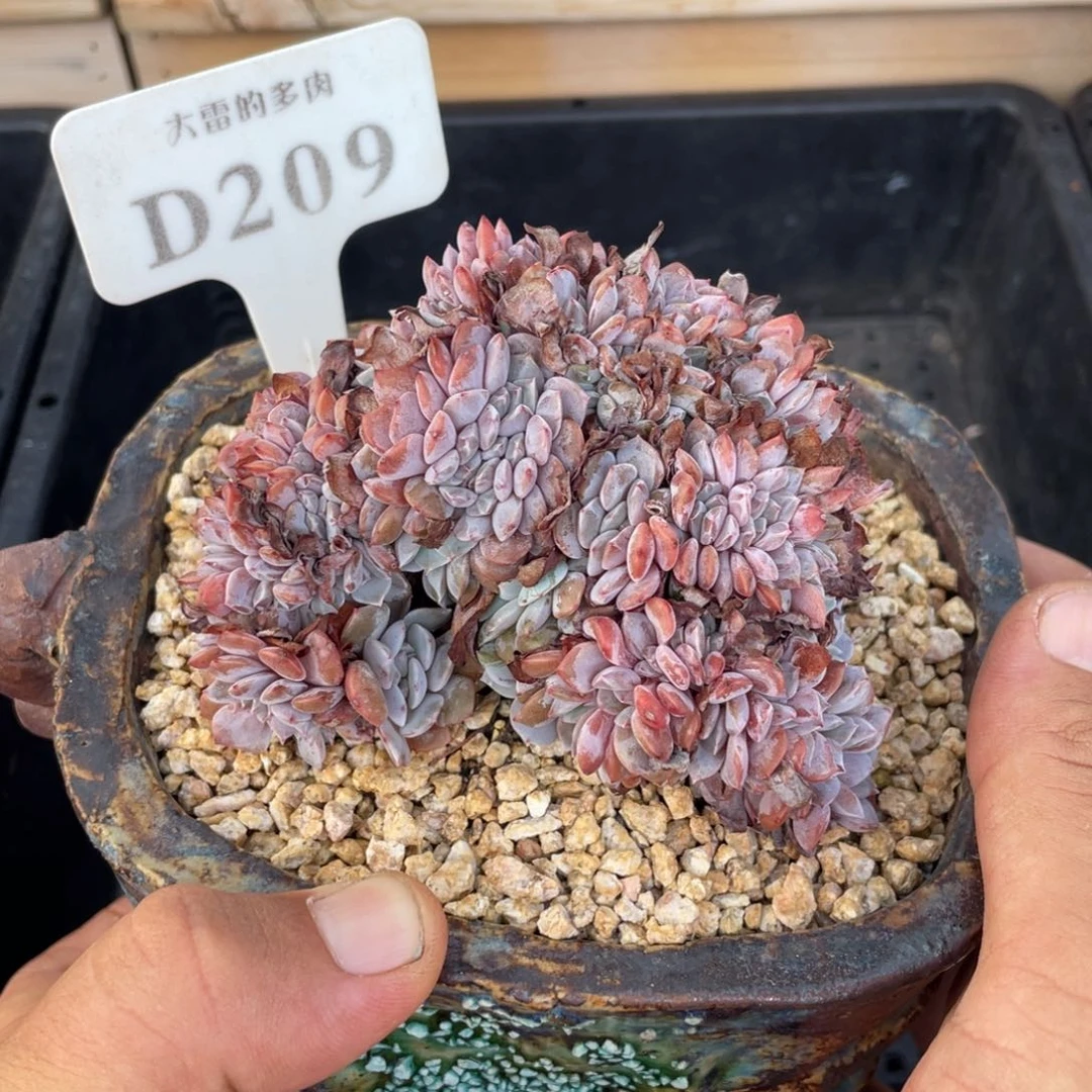 209海棠花不带盆9厘米