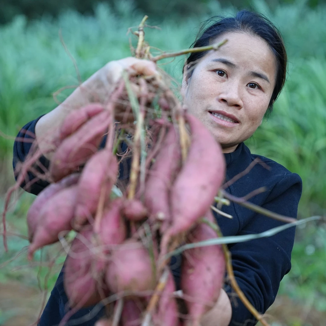 正宗杨圩红薯25软糯香甜流油黄心蜜薯新鲜现挖