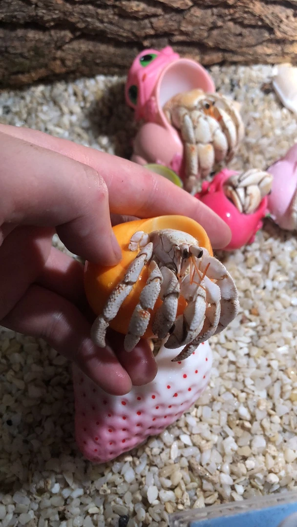 陆生寄居蟹可爱萌宠好养活适合懒人饲养