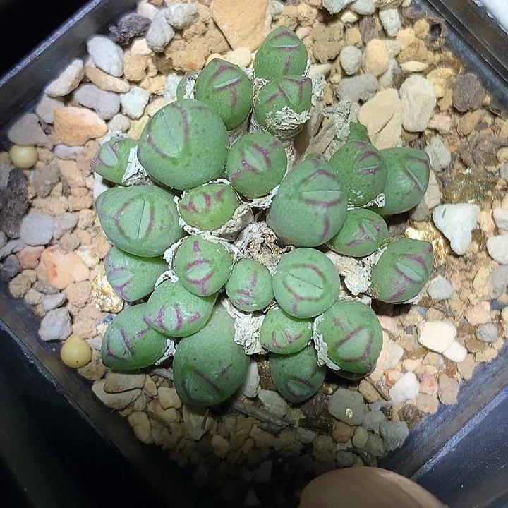 精品多肉植物精品多肉