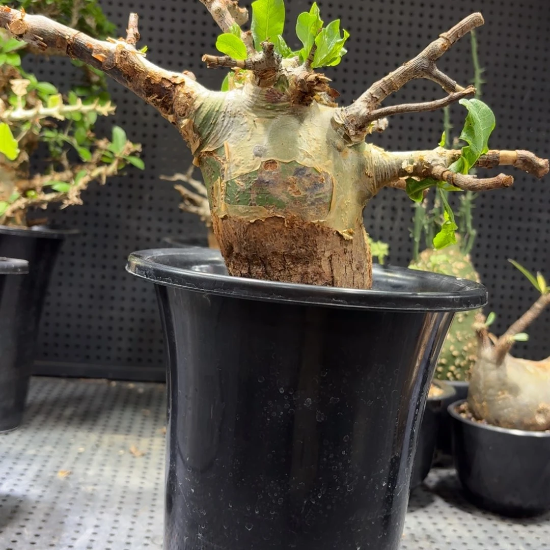 以***心3366666666666666666666