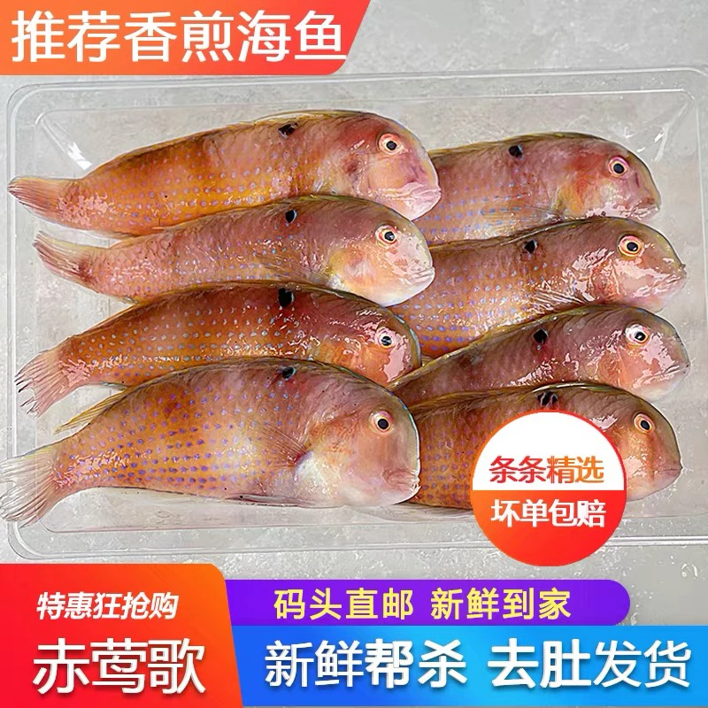 惠来神泉本港海捕赤壳红莺歌鱼鹦哥鱼7-8条香煎杀好处理干净400克