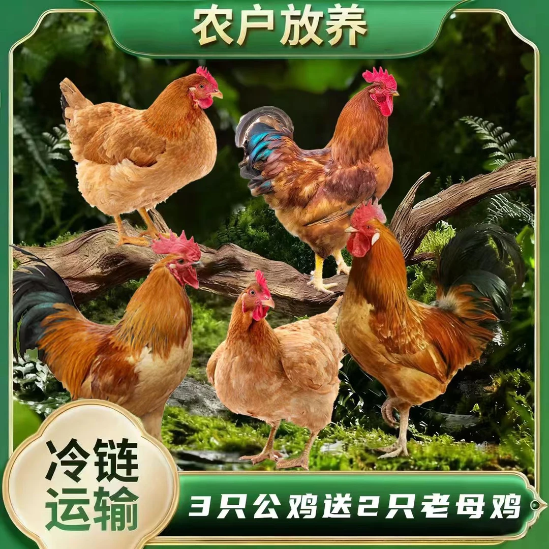 【小妹】宰杀好发货 3只公鸡送2只老母鸡 到手五只 净重10-11斤