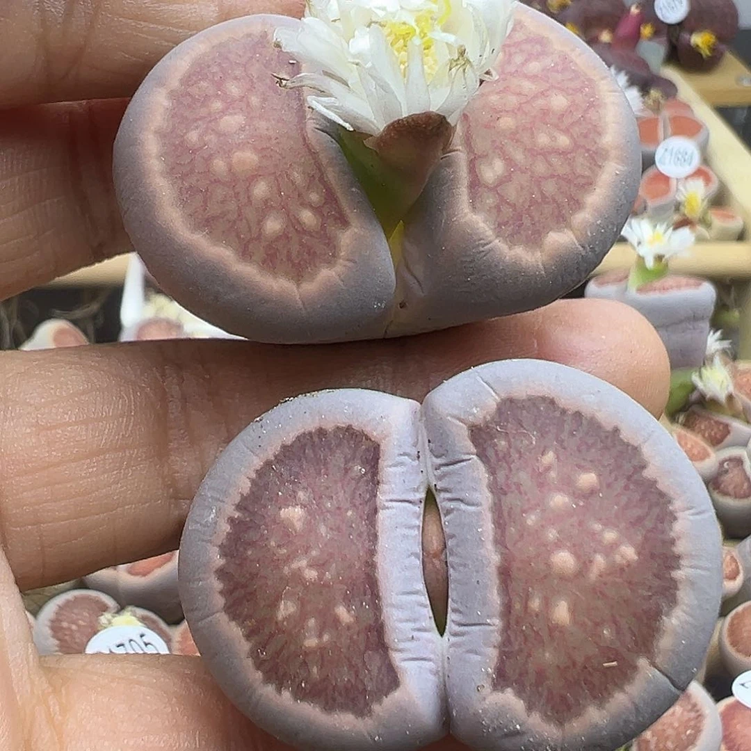 1730 生石花福利清货