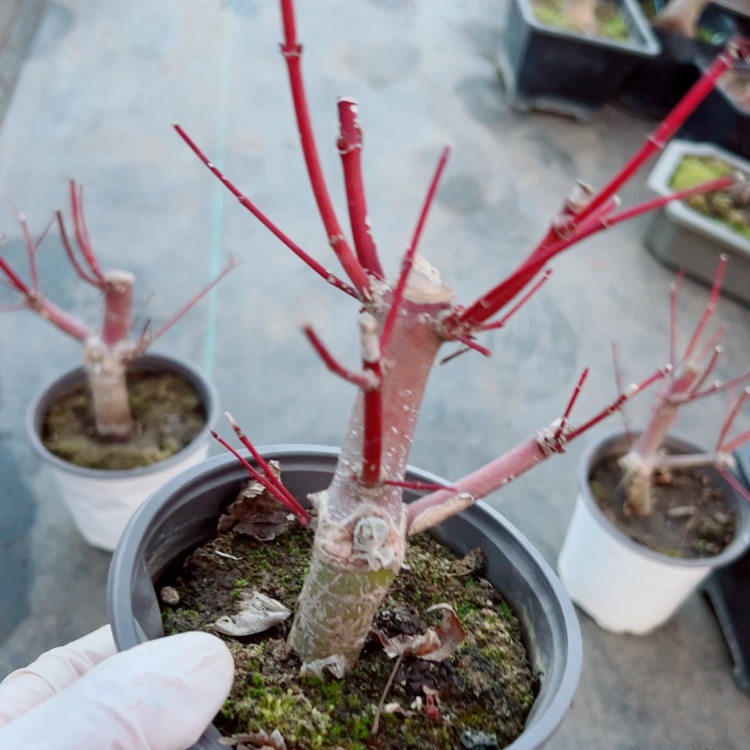 我***。枫树枫树枫树枫树