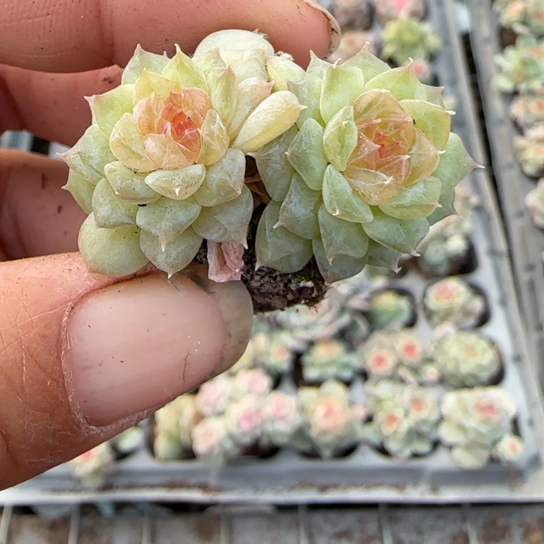 多肉小卡拉米糖心一物一拍