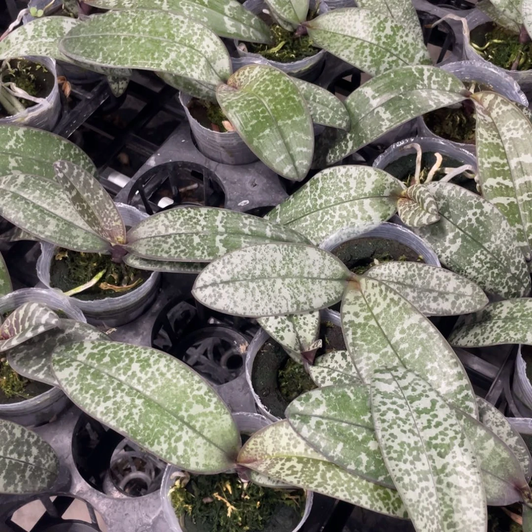 当前无花栽培后可以开花tkb发2颗