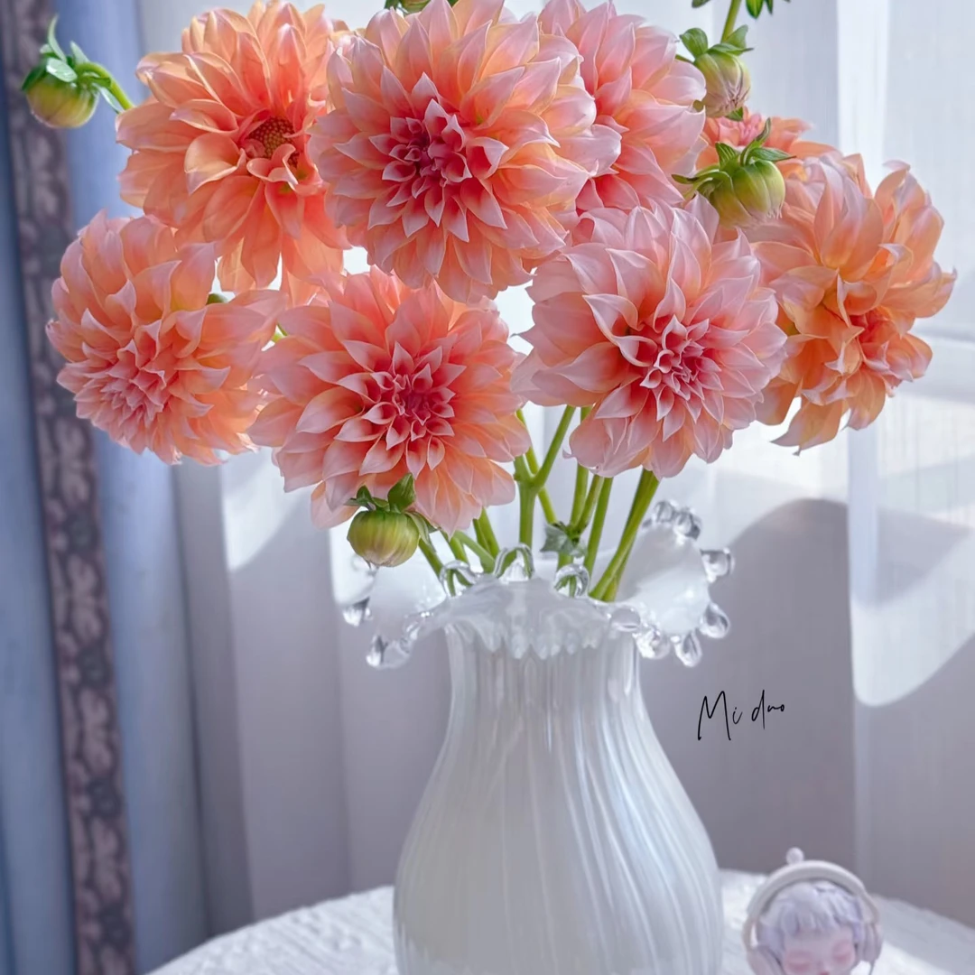 奶油桃子大丽花5支一份