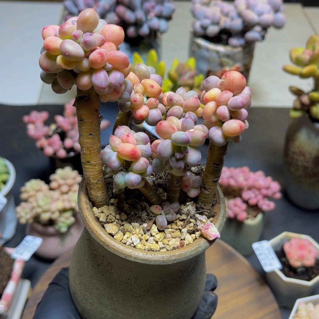 304老桩四代苹果奶9厘米