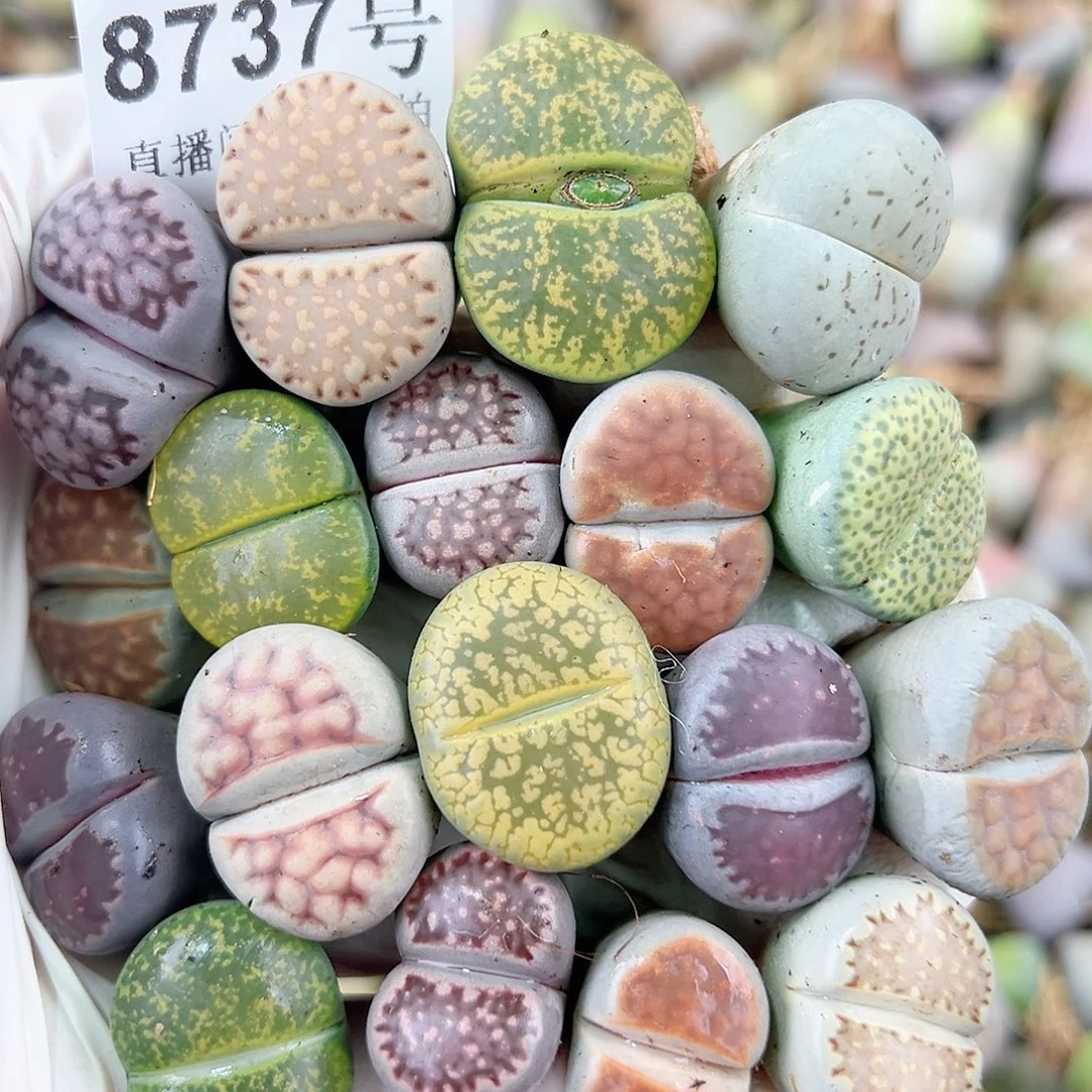 8737 好养易活生石花大母本18个