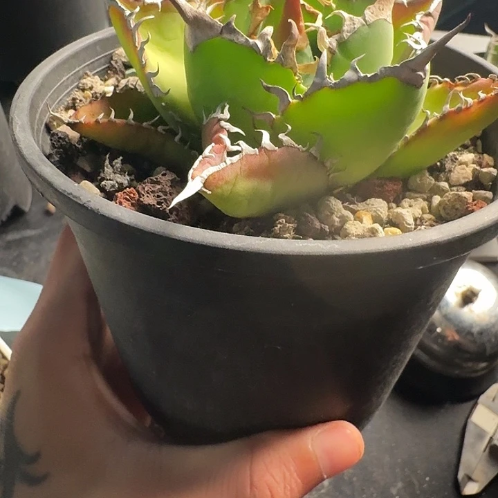 无花朵龙舌兰仁王冠品种
