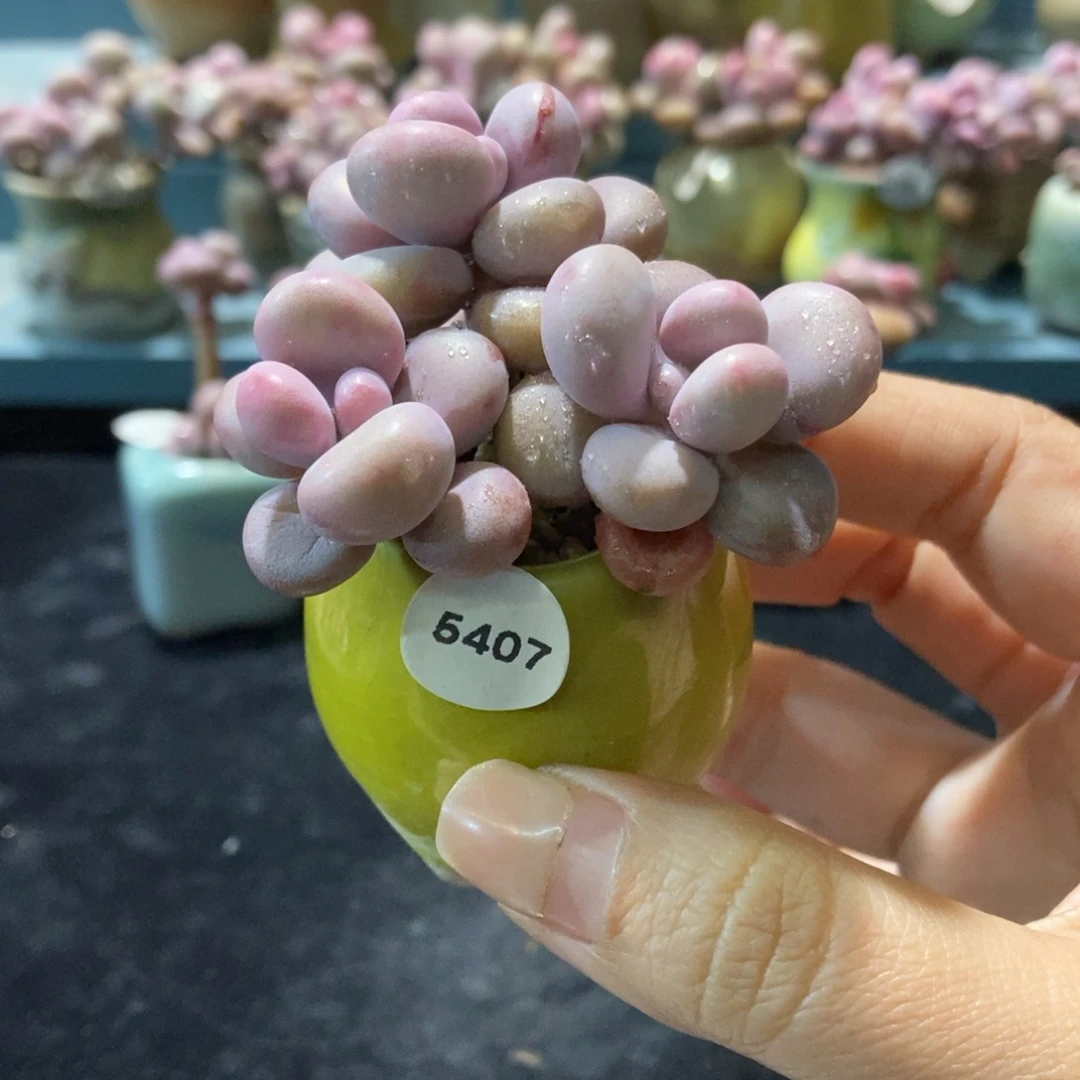 5407腮红腰子蛋带盆土