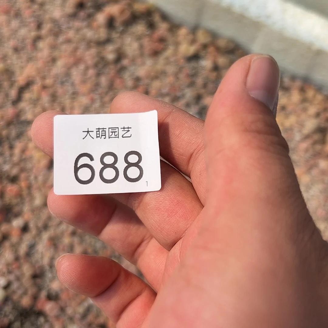 0000688清框8分之1框生石花混合脱土发无售后……