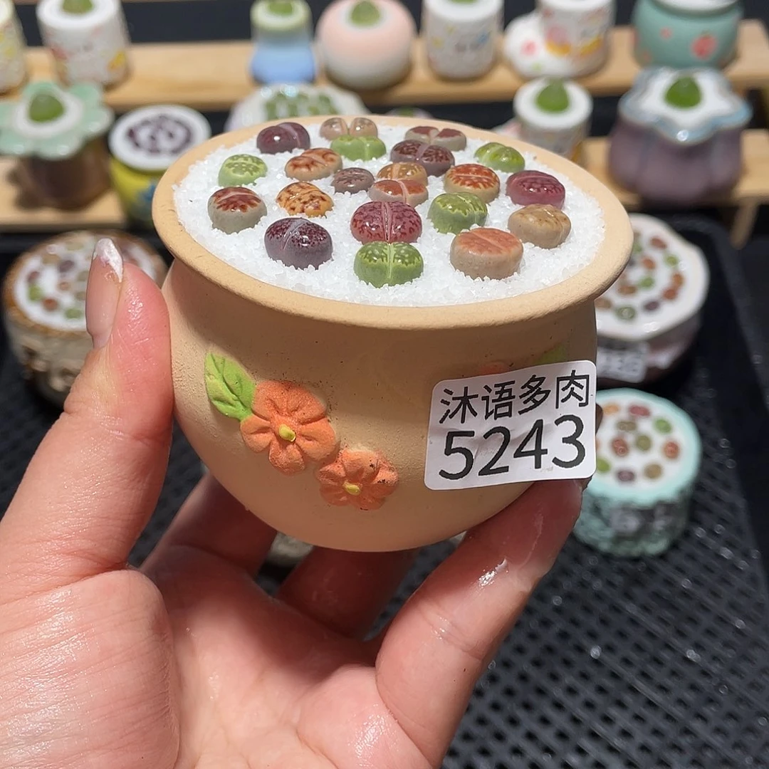 带盆土植物 一物一拍5243