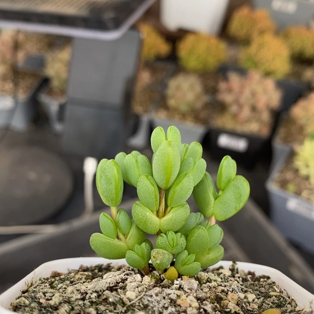 发****?元宝枝干番杏251