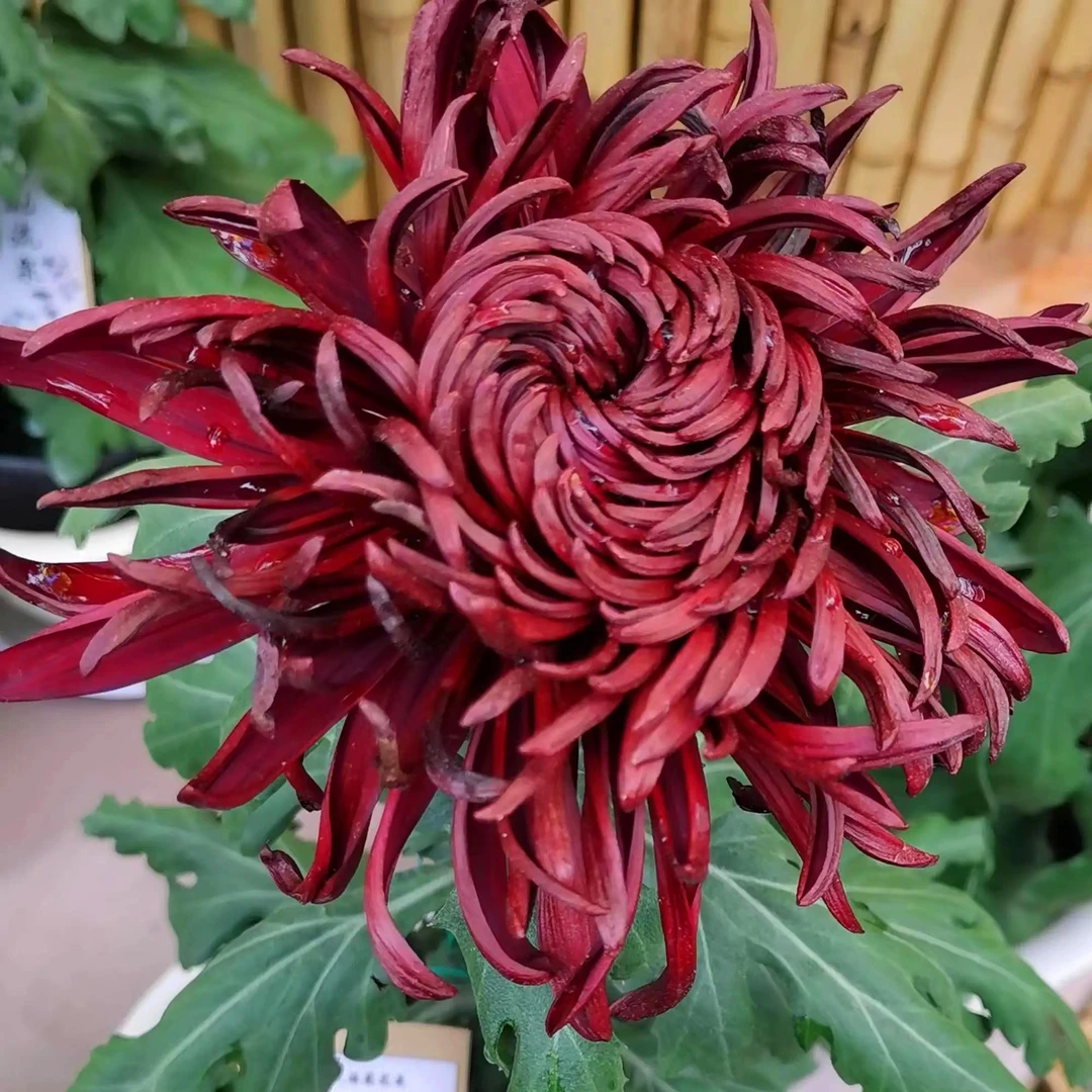 3棵【洹水黑旋风--大花型】九月大花菊花苗