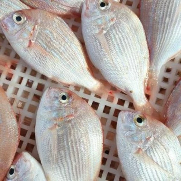 红立鱼 红绸鱼 营养丰富美味佳品 汕尾港码头冷链配送发货包邮