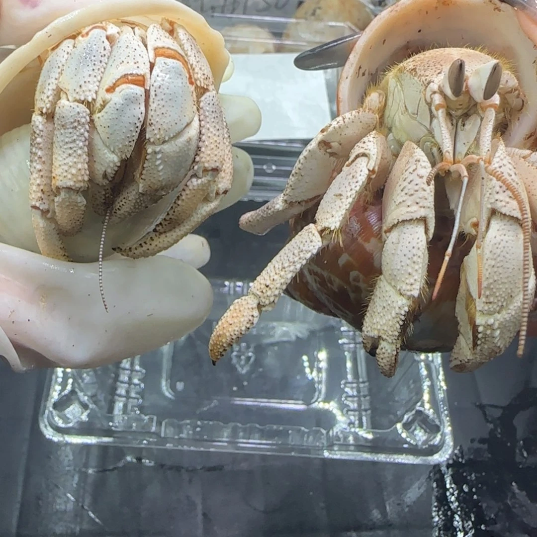 2只红海粉丝灯牌10级满减