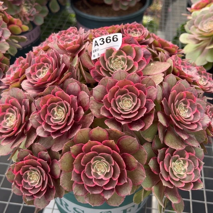 366粉花妖25厘米左右多肉