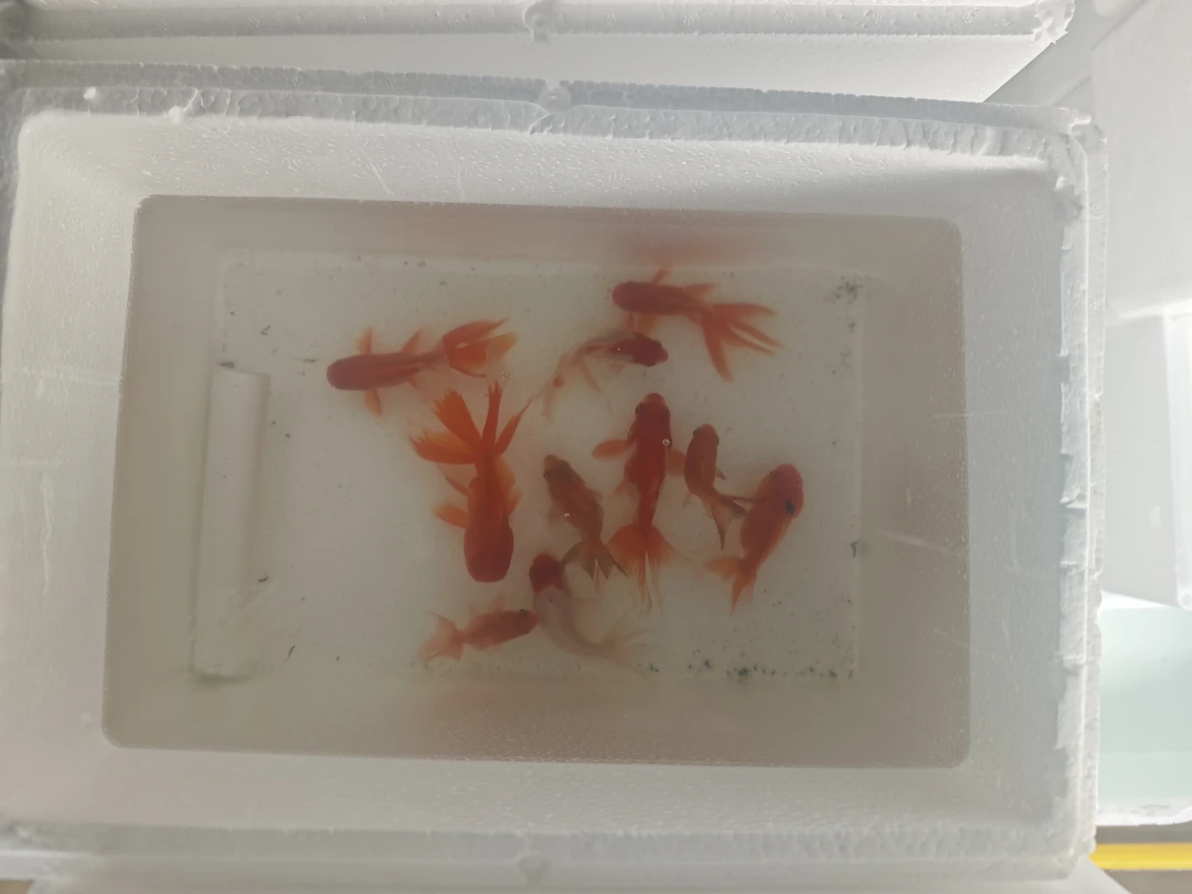 301-400渔场直销红白三色黑黄白锦鲤