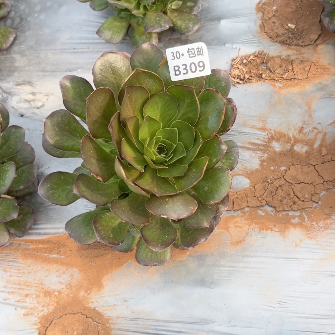309 多肉侧枝不包