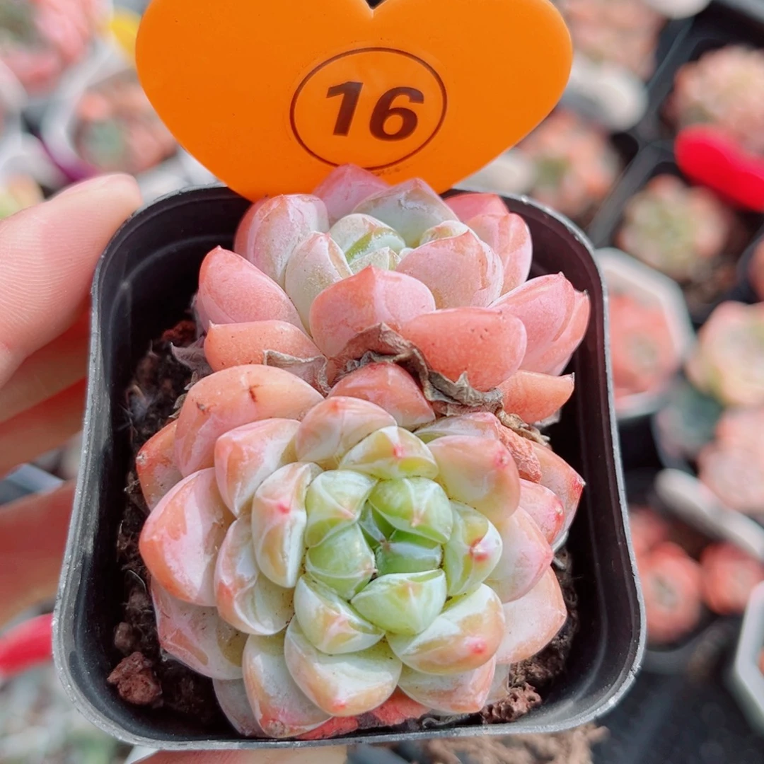 16号小老桩糖心双头