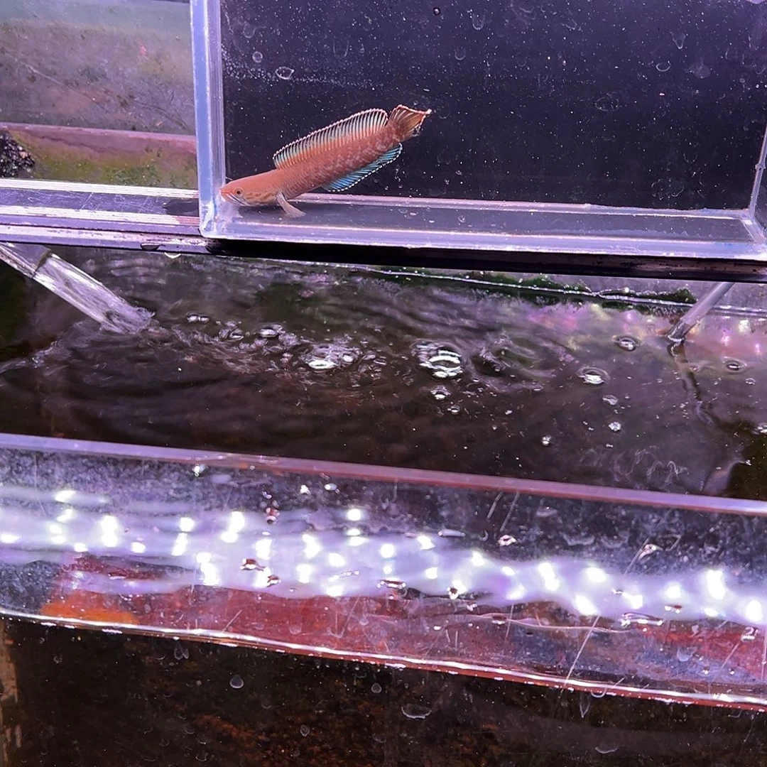 ぺ***ル海水鱼奶茶雷龙专拍