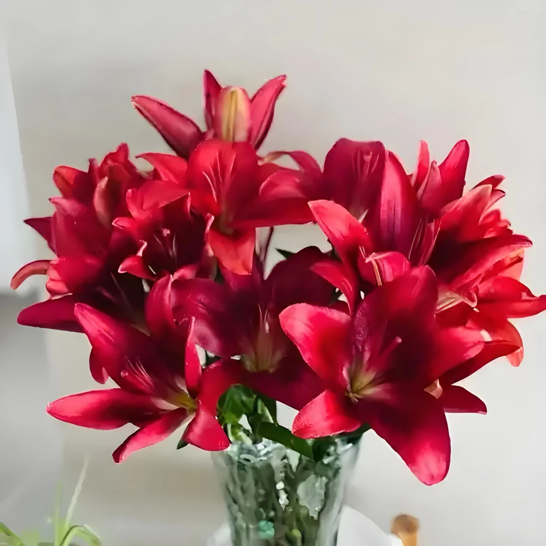 亚洲百合红弗无香味家庭办公室插瓶鲜切花现采现发
