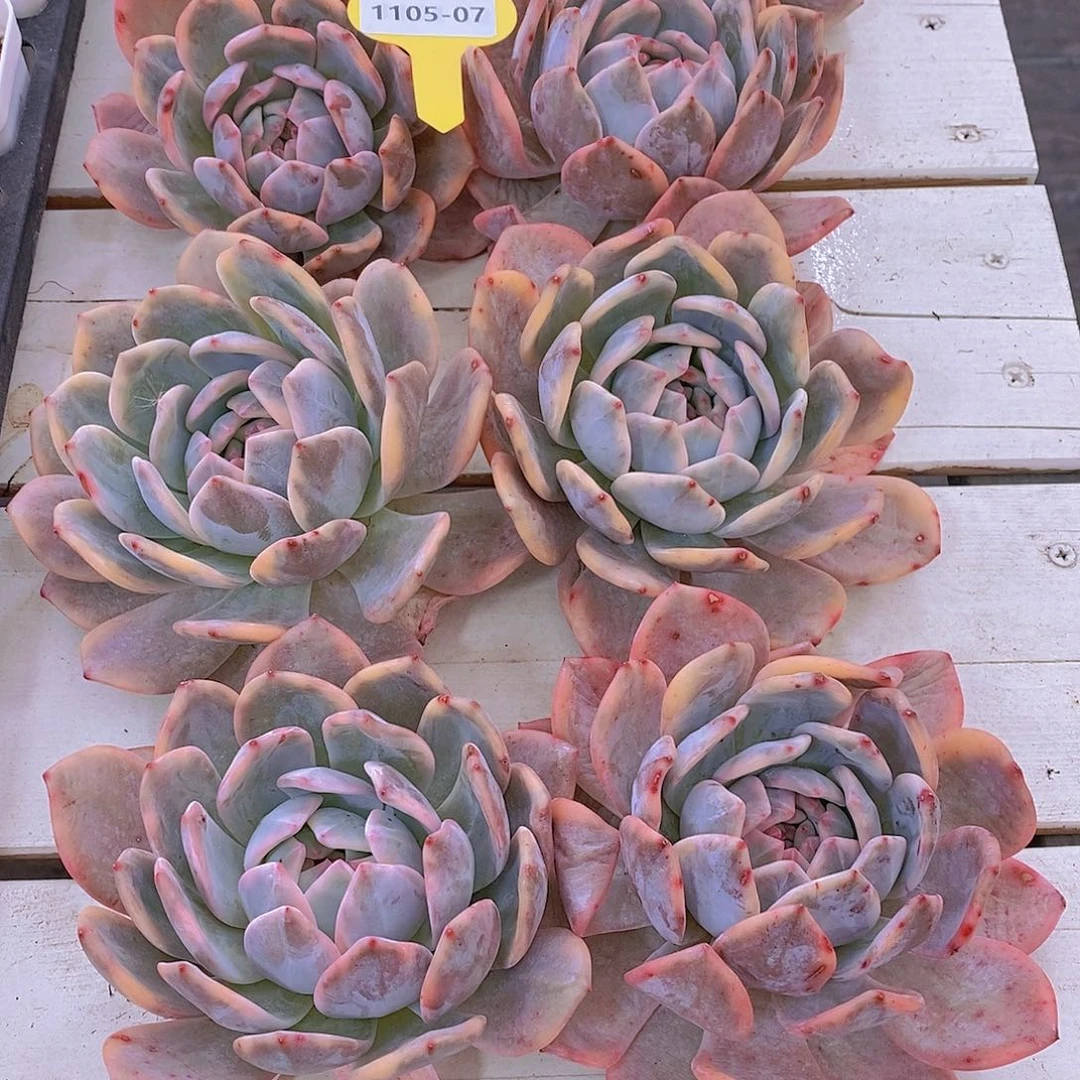 1105-07-母本梦露锦单头一个