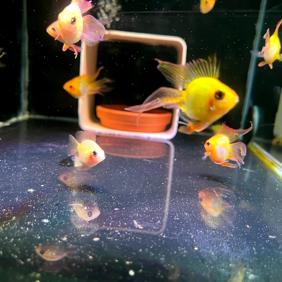 金波子蓝波子荷兰凤凰新手尝试