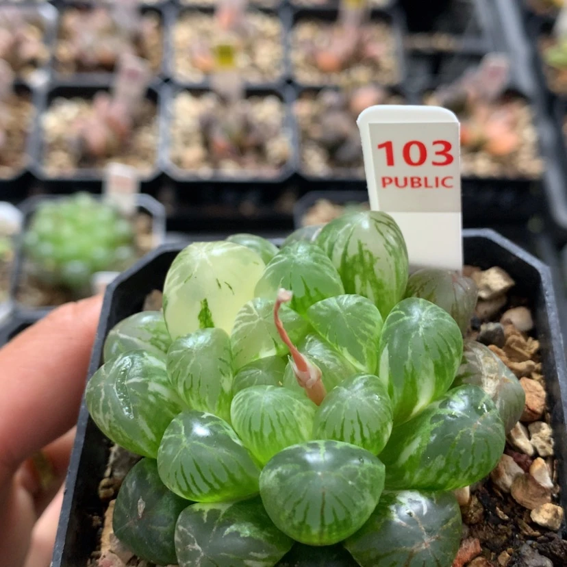 【闪购商品】103塑料皮