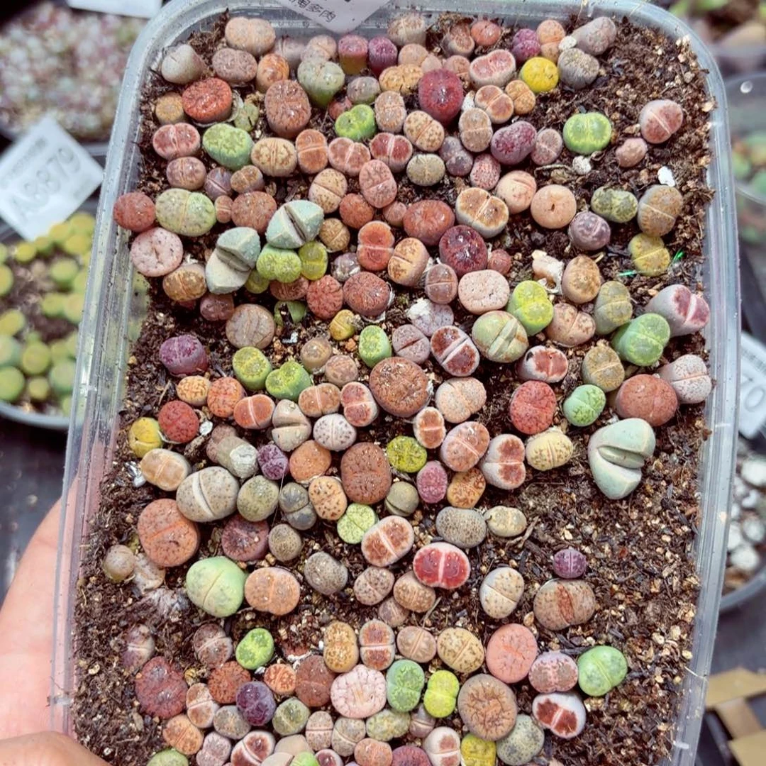 8971––零下地区需拍保温箱