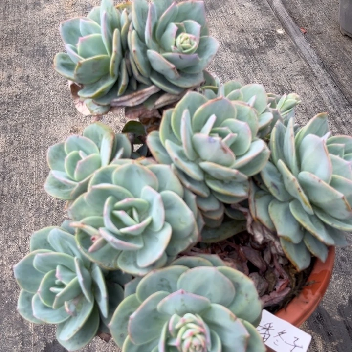 棠颂花卉一物一拍 白凤 潘冬子