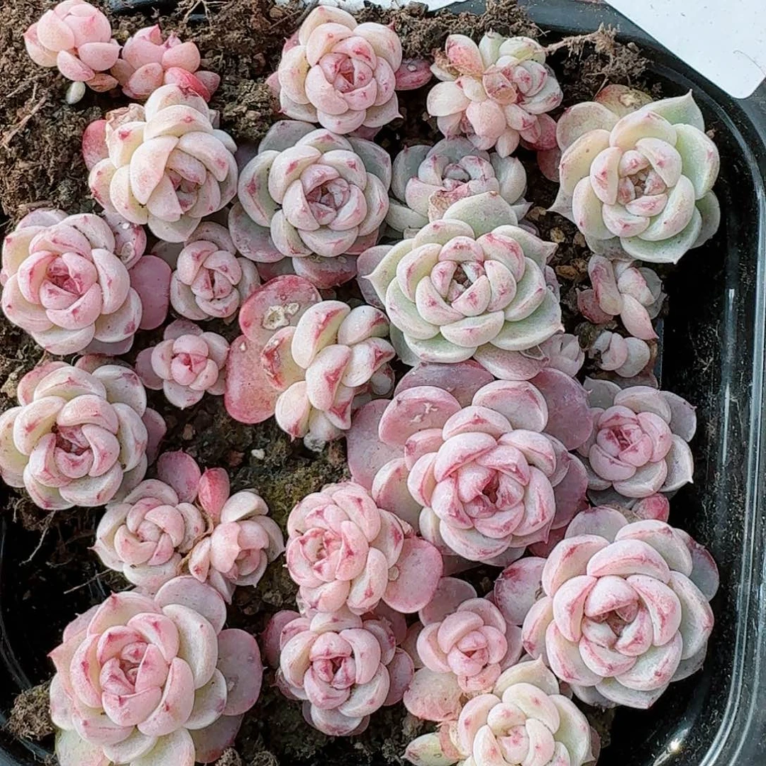 杂交新品珍妮多肉61