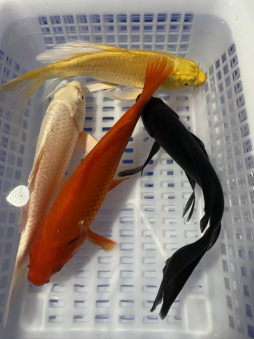 【13-15cm四条装】冷水锦鲤草金观赏鱼