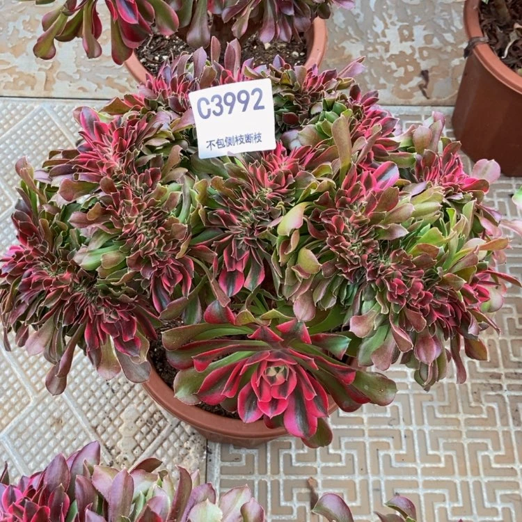 【闪购商品】雪*3992香妃多肉